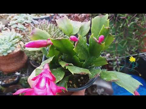 The crayfish cactus flower buds are all falling off. #growing #care