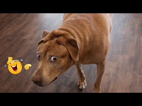 I Can’t Believe These Dogs Are Still This Funny 😂 Best Funny Dog Videos of 2026 🐶