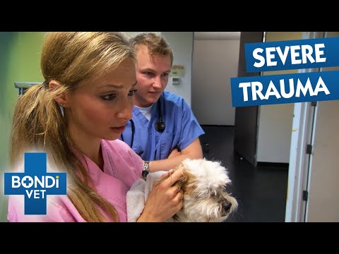 Horrific X-ray Reveals This Puppy's Injuries Are Worse Than Expected