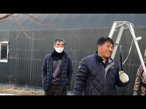 정지전정(마도카2탄)#복숭아 #복숭아꽃  #이걸재복숭아 #이걸재마이스터 #마이스터복숭아 #삼부자복숭아 #삼부자복숭아농원 #장호원복숭아 #햇사레복숭아 #복숭아나무키우기 #농사