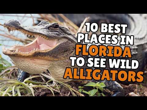 Florida’s 10 Best Places to See Gators in the Wild