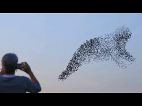 The most spectacular Murmuration. A huge flock of birds draws strange signs in the sky.