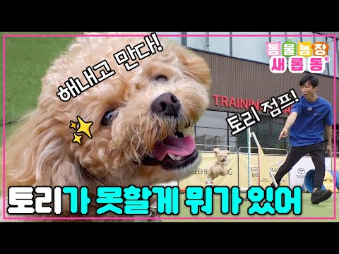 [#NewAnimalFarm] Nothing is impossible for Tori and Hansol!👏🏼 Tori's first agility competition!🐶 ...