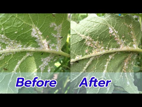 อย่าหาว่าน้าโหด! กำจัดมดและเพลี้ยแป้ง ตๅยเรียบ | เกษตรกรชาวบ้าน