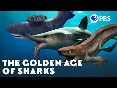 How Sharks Lost Their Buzzsaws, Anvils, and Spikes