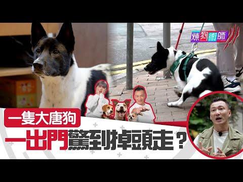 屈臣氏 Wats Petmacy 寵物藥妝呈獻：煉狗術師III｜Eric Ko教路｜一隻大唐狗 一出門驚到掉頭走?｜Eric Ko｜鄺芷凡｜第2集｜煉狗術師｜馴犬｜毛孩｜HOYTV｜HOY｜HOY77