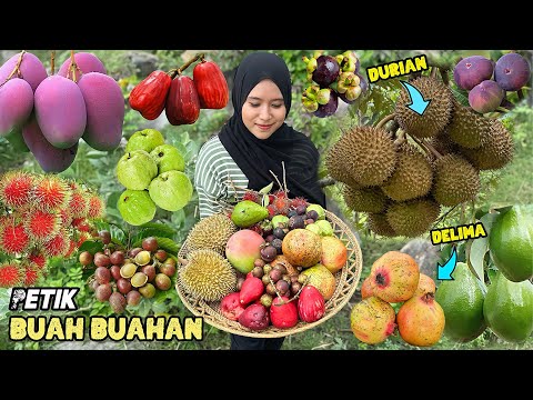 Picking fruit in the garden | Harvesting fresh fruit