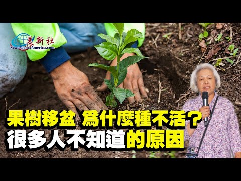 果樹移盆為什麼種不活？很多人都不知道的原因。