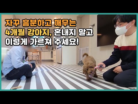 Stop scolding your 4-month-old puppy for being excited and biting, and teach him this! | Goldendo...