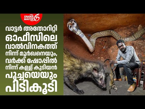 വർക്ക് ഷോപ്പിൽ കള്ളുകുടിയൻ പൂച്ച, വാൽവിനകത്ത് മൂർഖൻ | Vava Suresh | Cobra Rescue | Snakemaster 1147