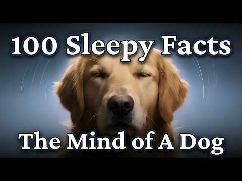 The Silent Science Behind The Calm Nature of Dogs