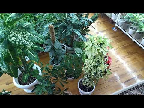 Обзор сортов шеффлер. Комнатные растения.