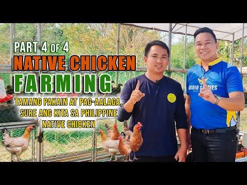 AMAZING CHICKEN FARMING | TAMANG PAGKAIN AT PAG-AALAGA, SURE ANG KITA SA PHILIPPINE NATIVE CHICKEN