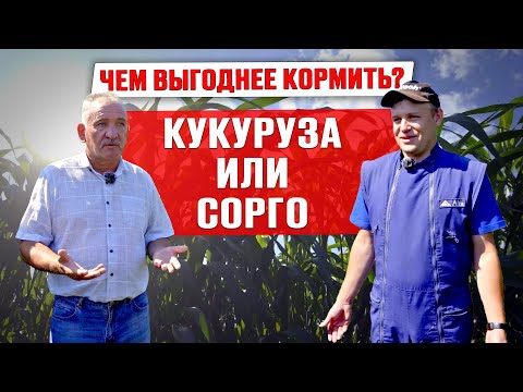 Нужно ли хозяйству сеять сорго? | Заготовка кормов 2023 | Опыт хозяйства