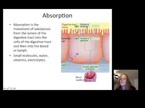Lecture21 Digestion