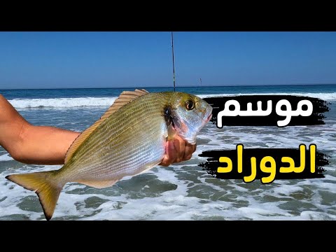 أقوى مونطاج لصيد الدوراد في البحر + طعم سحري لا يُقاوم! 🎣🐟 اكتشف الطريقة واحترف الصيد بسهولة 