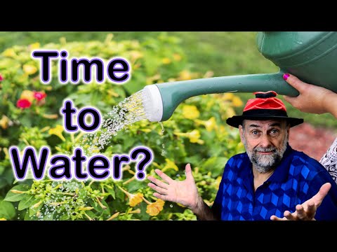 How Often Should I Water My Garden? ☔️🌦🌞 When to Water Plants?