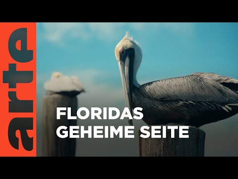 Seekühe und Meerjungfrauen im Norden | Unbekanntes Florida | ARTE Family