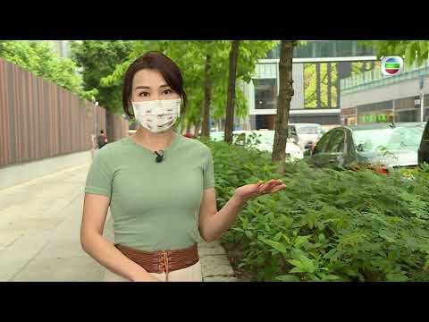 東張西望｜偽富豪｜真騙局｜ 終極身份大起底 ｜搭棚三年呃四億｜江美儀