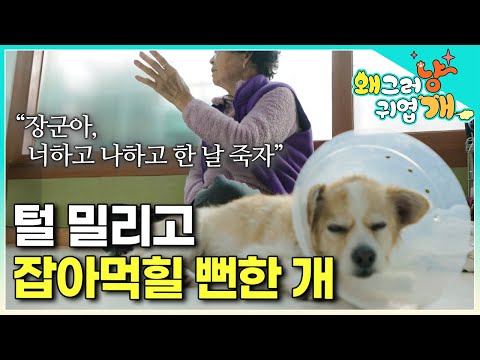 장군이에게 물린 흉터들이 가득하지만, 안쓰러운 마음뿐인 할머니.. 설쌤을 눈물짓게 한 사연은? │#왜그러냥귀엽개