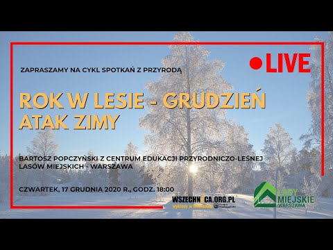 Rok w lesie - grudzień. Atak zimy / Bartosz Popczyński