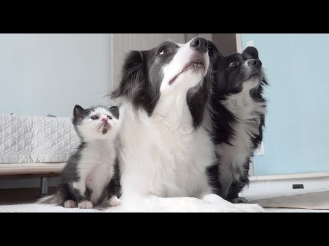 This Tiny Rescue Kitten Is 100% Convinced It’s A Border Collie 😂