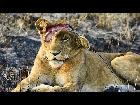 Tiere, die Menschen Um Hilfe Baten!