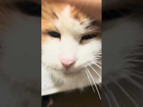 robot party #2 (Goodwill edition)