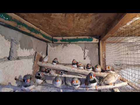 зебровая амадина // секреты разведения..часть-3...the Finch // the secrets of breeding