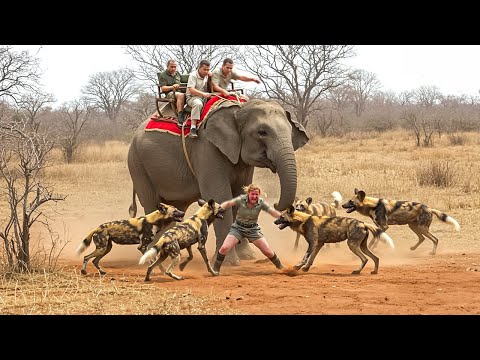 Incredible Safari Moments Caught on Camera