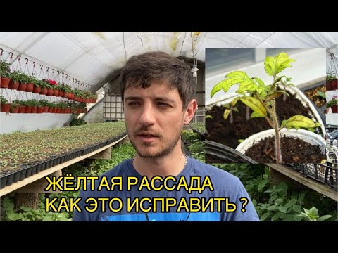 Самые распространенные проблемы маленькой рассады томатов