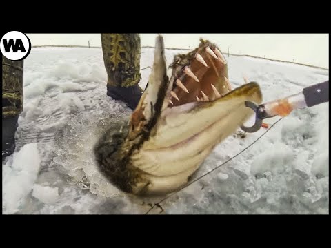 Рыба, Которая Убивает Крокодилов