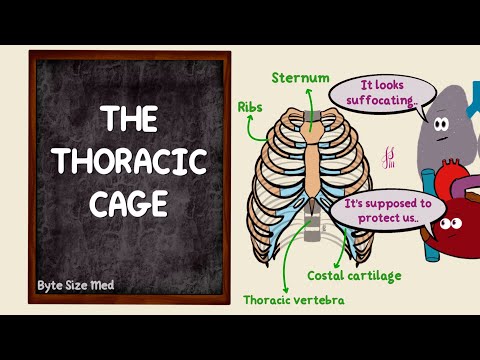 Thoracic Cage | Ribs Vertebrae Sternum | Bones Joints and Ligaments | Skeletal System | Osteology