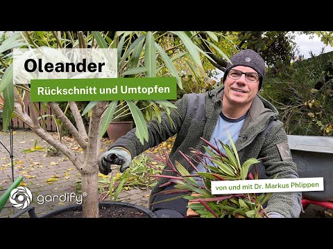 Achtung: Oleander vor der Einwinterung zurückschneiden und umtopfen - Darf man das und wie geht das?