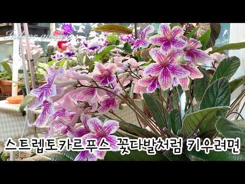 스트렙토카르푸스 잎자루에서 꽃대올려요