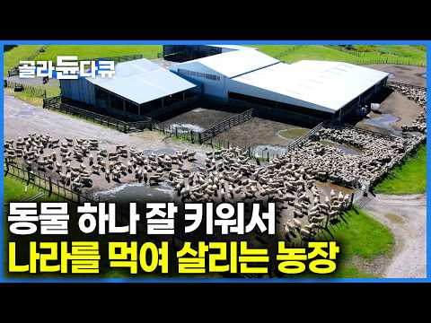 인구는 500만 명, 양은 2,500만 마리｜양 키워서 나라를 먹여 살리는 뉴질랜드 농장｜극한직업｜#골라듄다큐