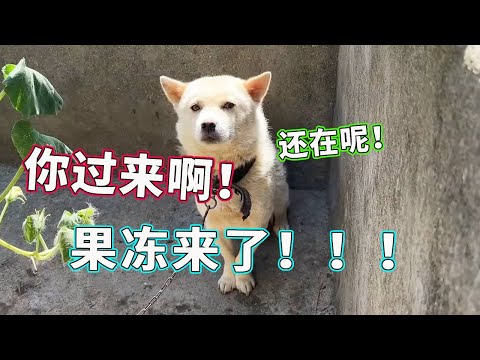 谁懂啊！果冻只要久不出面就被以为 “没了”，其实人家拴着都藏不住调皮，魔童属性拉满！【天下一场梦】