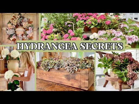 The Ultimate Guide to Growing & Styling Hydrangeas for Home Decor