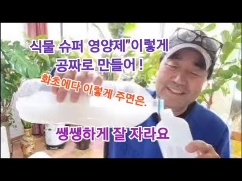 The Amazing Fertilizer Effects of Rice Water (How to Make Plant Nutrients! So Easy and Simple!)