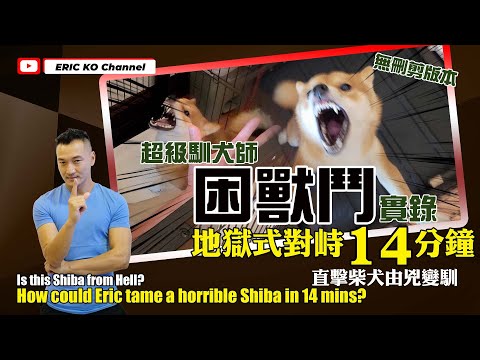 超級馴犬師困獸鬥實錄👹地獄式對峙14分鐘直擊柴犬由兇變馴 Is this Shiba from Hell 😈How could Eric tame a horrible Shiba in 14mins