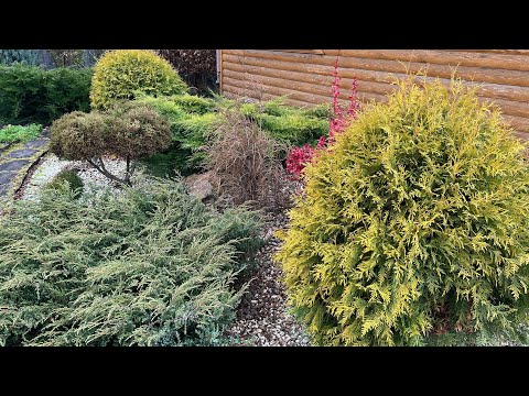 Более 100 Хвойных растений в Уральском саду!#нравится#обзорхвойных