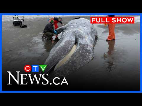 Researchers see surge in grey whale deaths | CTV News Vancouver Island | April 22, 2026