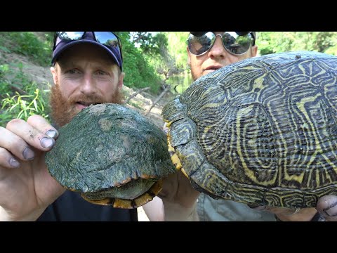 Turtle Shell Ant Preservation: A Step-by-Step Guide