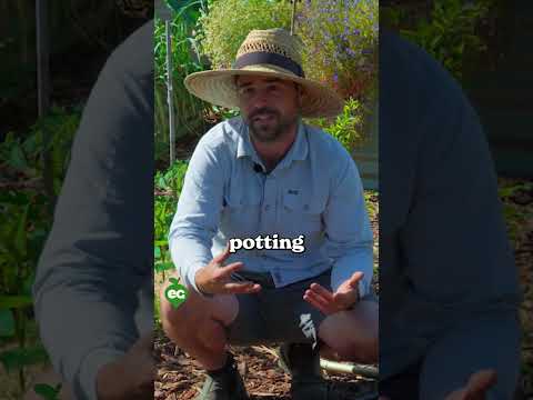 Here's how to start container gardening