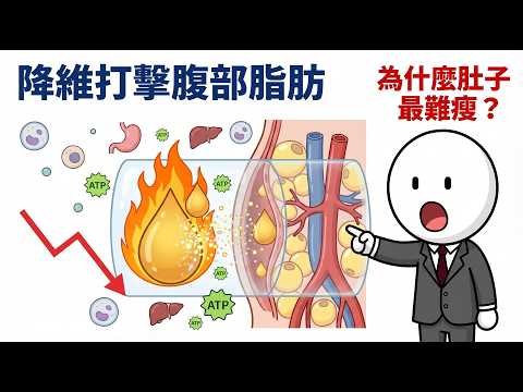 用這招快速瓦解腹部脂肪!燃燒內臟脂肪的真實微觀機制(科學解釋)