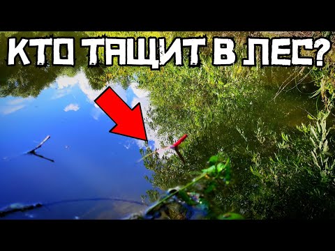 ЛЕС ЗАТОПИЛО и НАЧАЛОСЬ! Клюёт дикий КРУПНЯК!? Рыбалка 2024 в июле на поплавок.