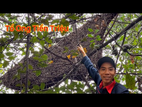 Quá Trời Rồi Một Ngày Trúng Mánh Tiền Triệu Gặp Tổ Ong To Khủng Khiếp