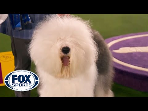 Connor, the Old English Sheepdog, wins the blue ribbon in the Herding Group | FOX SPORTS