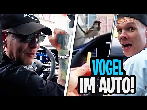 DRIVE IN ESKALATION😂 Vogel im Auto & Monte isst wieder Fleisch? + Sascha nach BER | MontanaBlack IRL