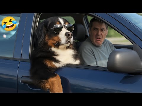 Try Not to Laugh!🤣Funniest Dogs and Cats 2025 🐾 | Best Funny Animal Videos 😂 